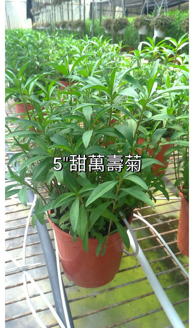 花花世界 香草植物甜萬壽菊 5吋盆/高25-40cm 濃厚的沙士氣味, 1個