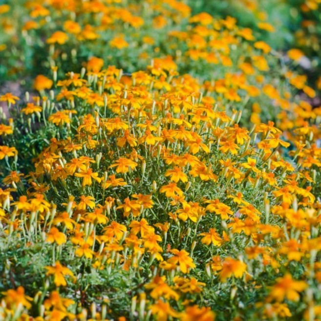 향긋한 허브 메리골드 텐저린젬 씨앗 20립 (유아그린/T0203)