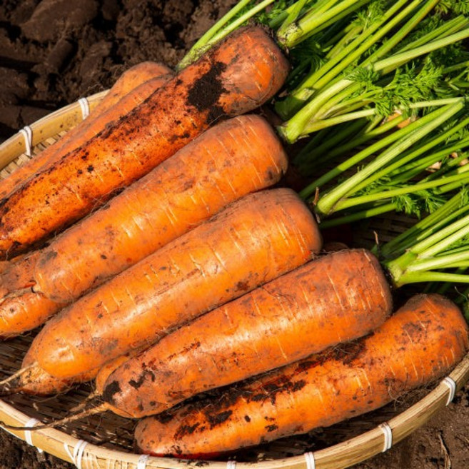 [재구매율1위] 최상급선별 국내산 제주당근 흙당근, 1박스, 햇당근 3kg(중)
