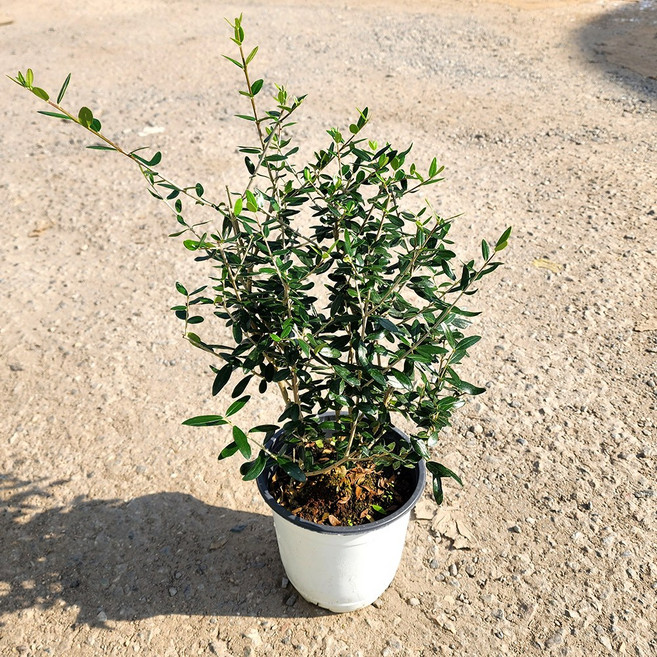 소울라인 올리브 묘목 폭15cm 포트, 1개, 올리브묘목12900