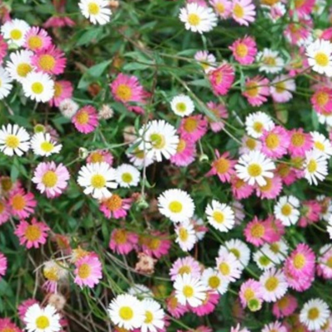 꽃심야생화 해변데이지 오색국화 노지월동다년초 상시연속개화 소품 꽃화분, 3개