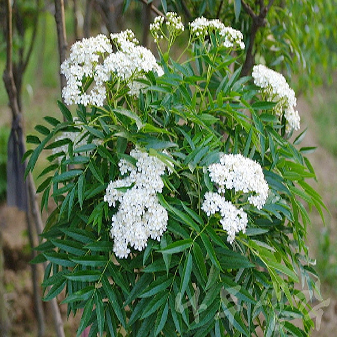 착한가격 나무생각 / 마가목나무 / 5년생 / 개화주