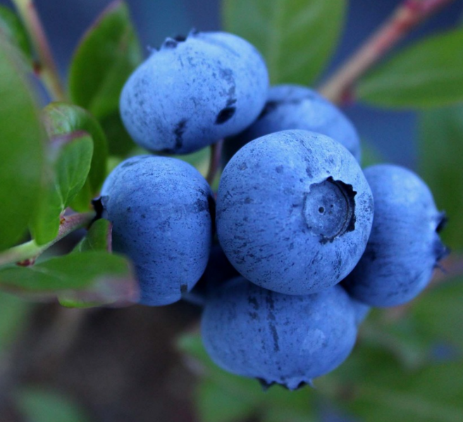 국산 다이어트 블루베리, 1개, 600g(100gx6팩)