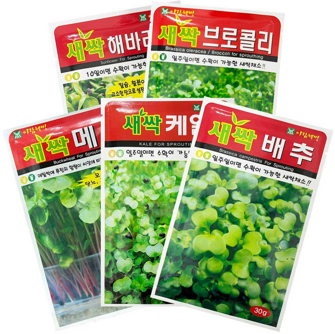 새싹씨앗 모음 20종 새싹채소 새싹키우기, 적무, 1개