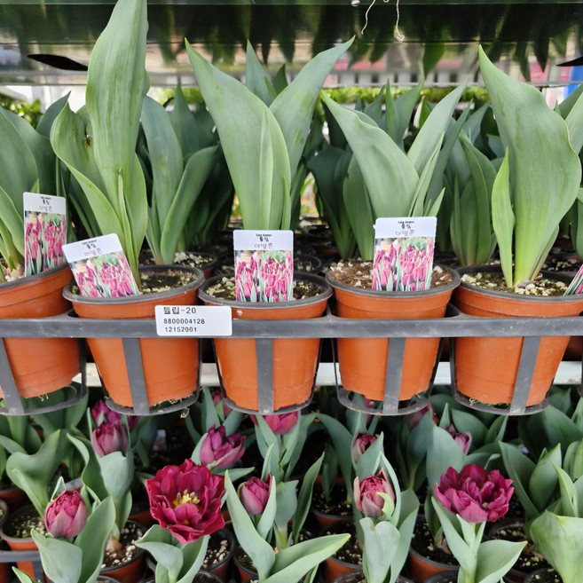 튤립 구근모종 4색세트, 1개