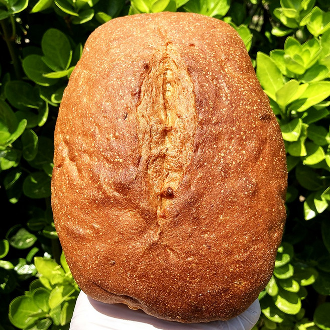 [유스마일] 국산 콩을 간 비지를 추출 발효시켜 만든 발효 비지 통밀빵 300g, 2개