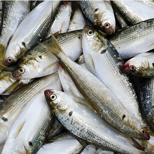 [산지직송] 국내산 자연산 남해안.통영 새벽조업 당일급냉 제철 전어 구이용 가족모임 캠핑용, 1세트, 남해안 자연산 제철 전어 구이용 급냉 1000g