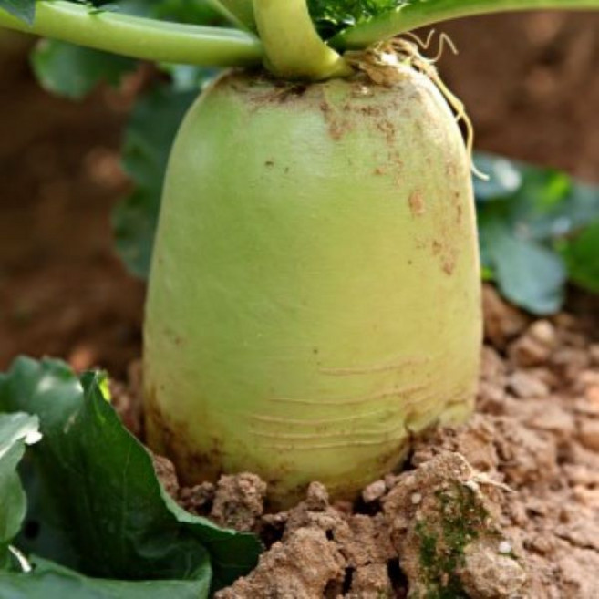 제주도 비세척 왕 큰 월동무 10kg, 1박스