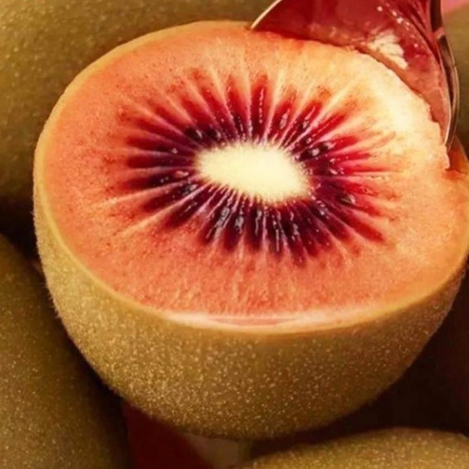 붉은속살 초고당도 과즙폭발 제주 레드키위, 1박스, 3kg(대과)