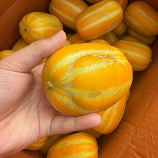 [초특가] 고당도 성주 꿀 참외, 1박스, 못난이 참외 10kg (랜덤과)