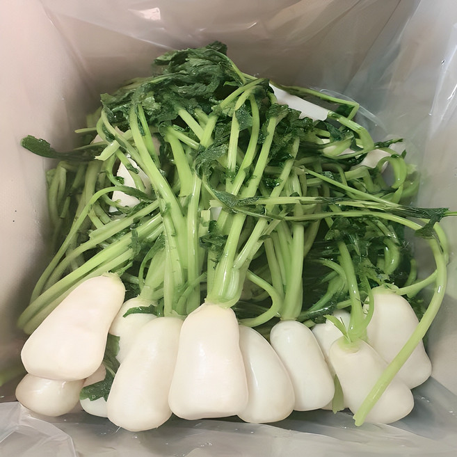 국내산 수작업 절임 세척 초롱무 총각무 알타리, 1개, 3kg