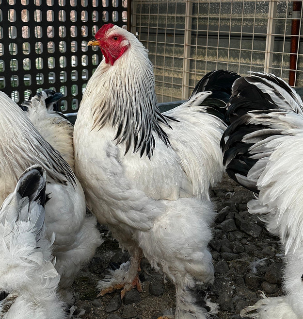 브라마닭 브라마 부화용 유정란 관상용 닭 종란, 부화용 브라마 종란 15구