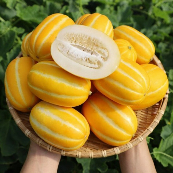 [도매시장납품] 초특가 최고당도 성주 꿀참외 못난이, 1박스, 5kg (못난이)
