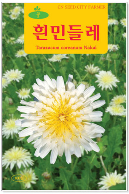 꽃씨 흰민들레 100립, 1개