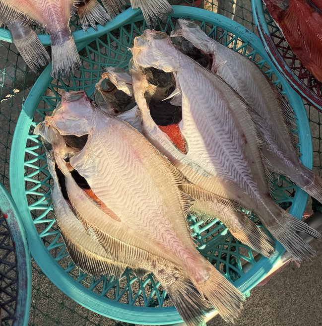 저도어장 반건조 알가자미 어구가자미 용가자미 최북단대진항조업 국내산, 1개, 알배기 용가자미 500g(5미전후)