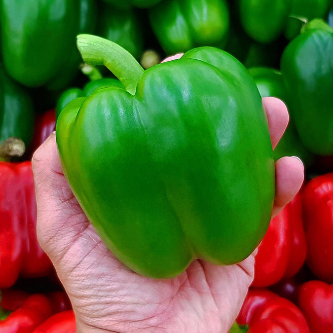 국내산 초록 청 피망 상품 500g, 1개