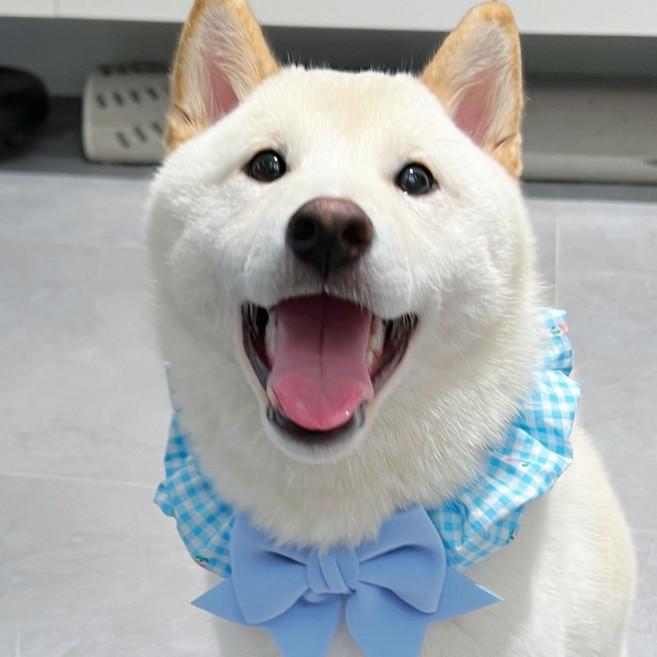 강아지케이프 중형견 대형견 리본스카프 밴딩케이프 스크런치, 1개, 블루