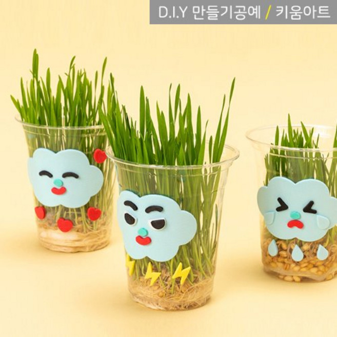 키움아트 새싹 식물 키우기 밀싹키우기세트 5개