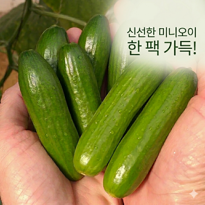 [초초특가 재구매1위] 산지직송 미니오이 스낵오이, 1박스, 500g