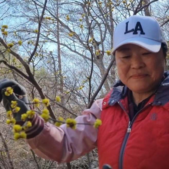 생강나무 꽃차 오지마을에서 직접채취, 1개, 30g, 1개입
