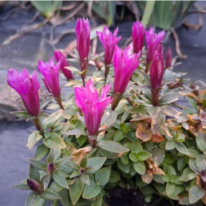 [씨앗편지] 애기용담 (모종2포트 노지월동 다년초), 1개