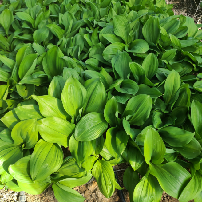 국산 자연산 강원도 인제 생 명이나물 장아찌 나물 생 산마늘 잎 잎명이 줄기 대 명이 봄나물 4월 5월 제철나물 1kg, 1개