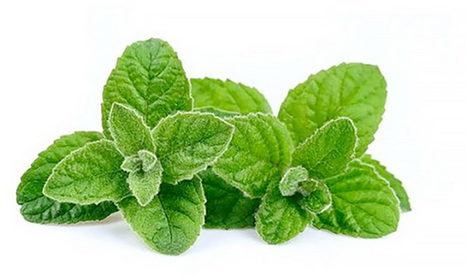 쉐프의정원 농장에서 바로 애플민트 허브 10g 50g 100g, 허브 애플민트 10g, 1