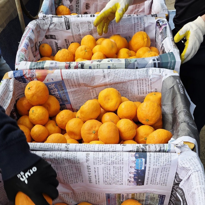 [100박스특가] 꿀당도 제주직송 카라향 귤, 1박스, 3kg