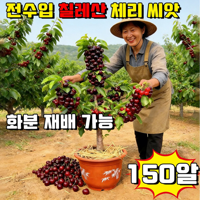 [7J급 특대] 전수입 칠레산 체리 씨앗 묘목 칠레산 체리 자가수정씨앗 한국 재배 적합 사은품 랜덤 증정, 150개