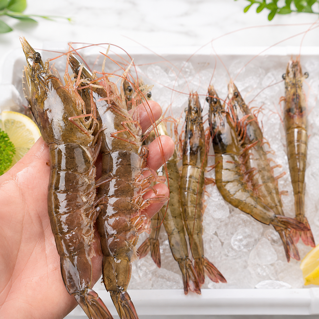 소온상회 산지직송 흰다리새우 생새우 당일선별, 1개, 500g