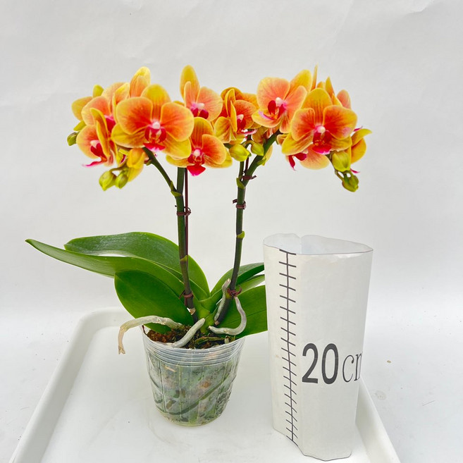 신품종 향금향 쌍대 무배행사 (바크증정) 장기개화 관상용 꽃 다이노플라워, 1개