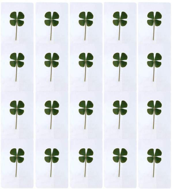 리리월드 네잎클로버 생화 코팅 카드, 20개, 투명