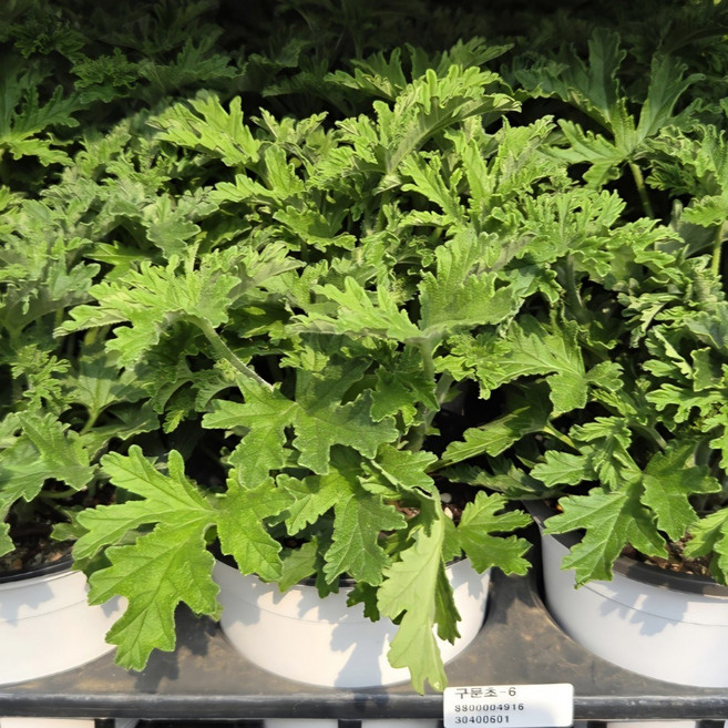 구문초 로즈제라늄 제라늄 모기퇴치식물 허브키우기 남서울식물원, 1개, 단일