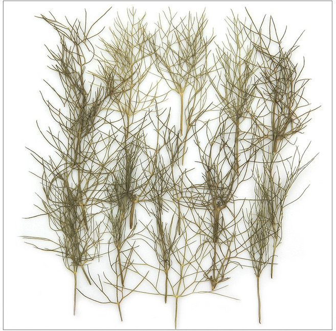 프레스코21 압화 잎/녹색잎 당근꽃받침, 1개