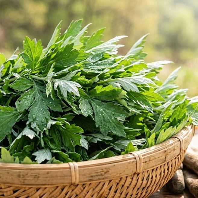 [딱3월한정!] 봄내음가득 무공해 노지 생쑥, 1박스, 1kg