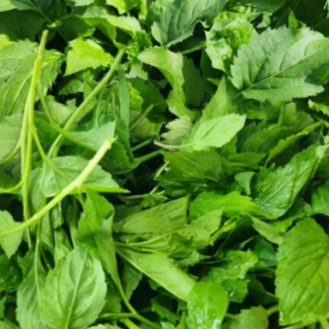 [30년장인농부의] 1등품종 품질선별 국내산 취나물, 1개, 4kg