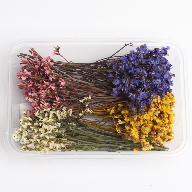 화연양화 프리저브드 드라이플라워 꽃세트 12종 수공예 DIY, 05 시네신스 컬러 믹스