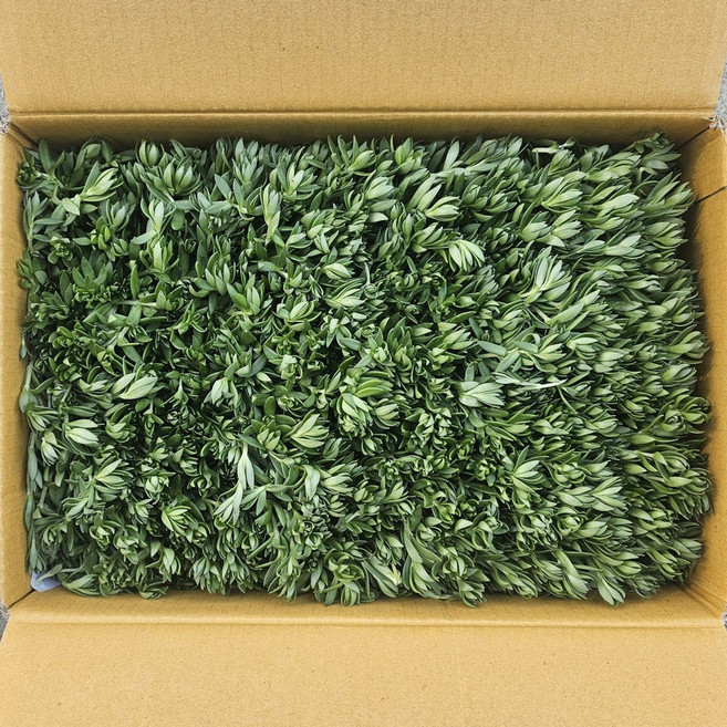 클릭마켓 국내산 돗나물 돈나물 돌나물, 1kg, 1개