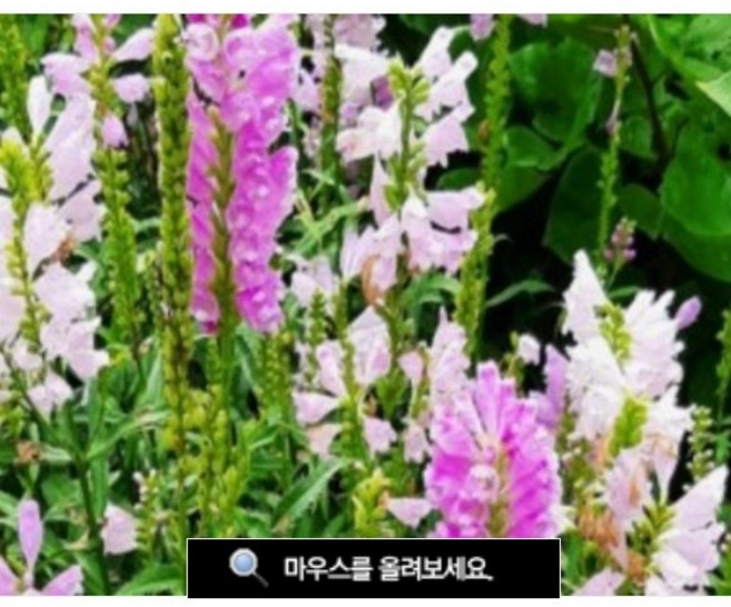 [이그린허브] 꽃범의꼬리씨앗 1KGx2개 [분홍] 피소스테기아.화단조성.다년초[원산지:중국], 1개