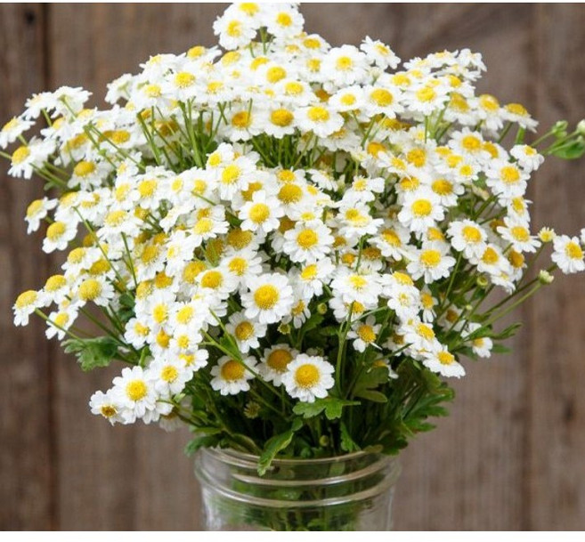 체리플로라 마트리카리아 한단 마트리카 꽃정기구독, 1개, 마트리카 한단