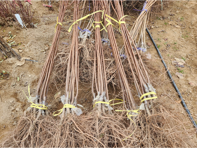 도담묘목농원 자두나무묘목 풀럼코트 심포니 망고자두 접목 1년생 상묘 뿌리묘, 1개, 플럼코트 심포니
