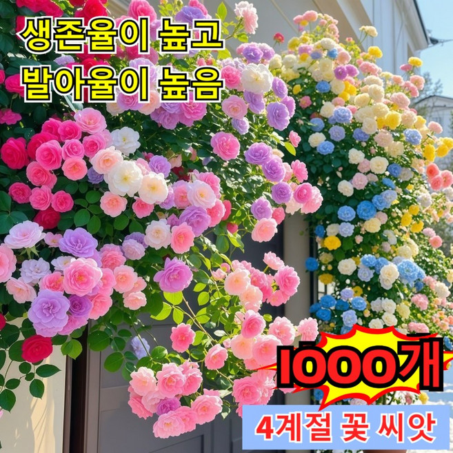 100/200/500 넝쿨 장미 씨앗 덩굴 장미꽃 씨앗 사계절 파종 개화 혼합 색상 쉽게 심고 쉽게 기르기, 1000개
