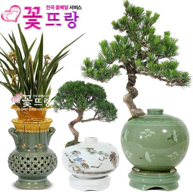 명품 도자기분재 소나무해송 개업 승진 취임 축하선물, B07 황룡금(특), 1개