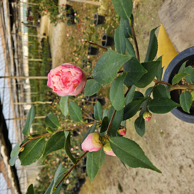 서향 동백나무 겹꽃 화분 4년산 농장직송, 1개, 서향동백나무