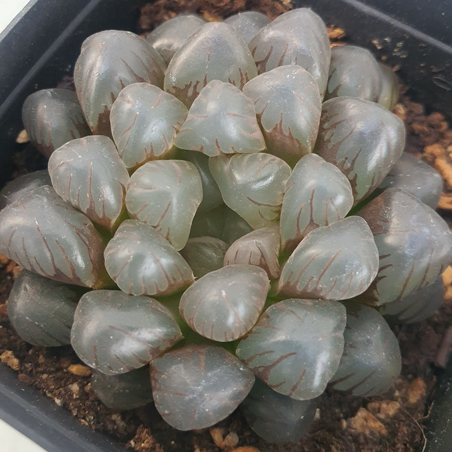 [앨리다육코리아] 유리알처럼 투명한 줄무늬 다육식물 하월시아 블랙자옵투샤