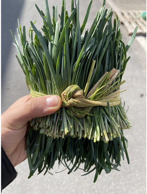 영호네농산물 초벌 부추(전구지), 1박스, 1kg