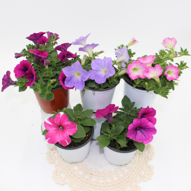 [골든플랜트] 사피니아 7가지색상 색상랜덤발송 나팔꽃 페츄니아 정원화단 꾸미기식물 소품, 1개