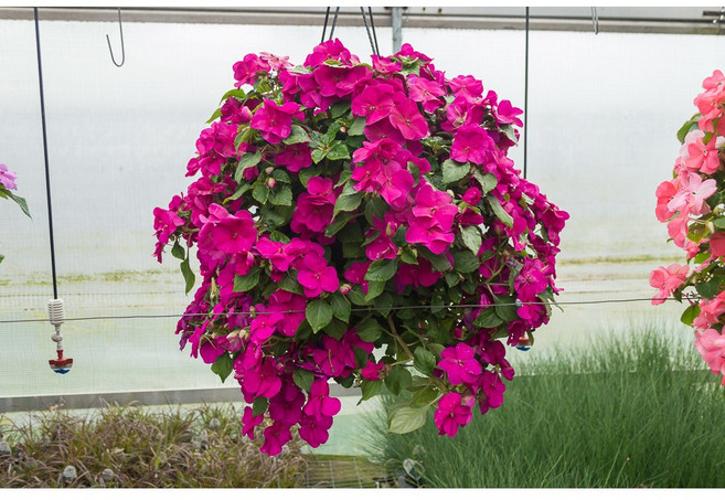 꽃심야생화 임파첸스-바이올렛 소품 초화 6개 일년초 식용꽃 장기연속개화