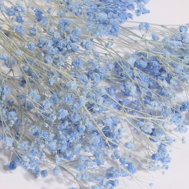 화연양화 표백 안개꽃 10색 한다발 프리저브드플라워, 09 블루