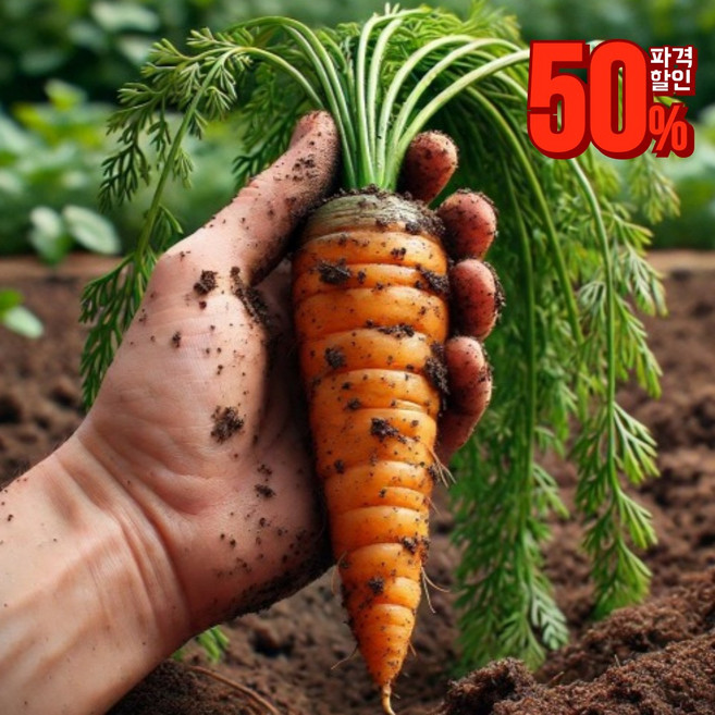 기찬드림 당근 햇당근 제주 유기농 특상 못난이 흙당근 1kg 2kg 3kg 5kg 10kg, 1박스, 못난이 당근 5kg
